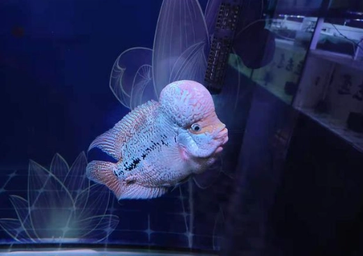 魚臭掉怎麼處理