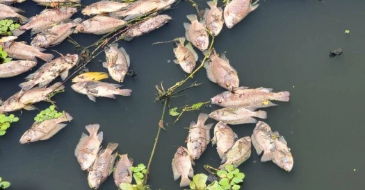 魚臭掉怎麼處理