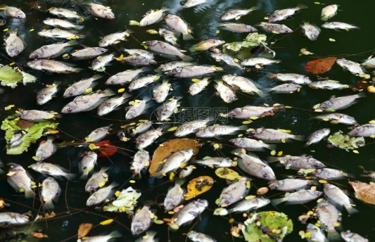 魚臭掉怎麼處理