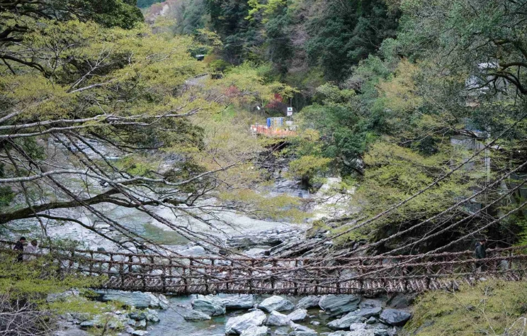 日本祖谷蔓橋修復