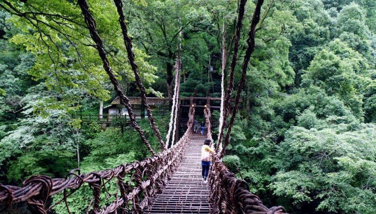 祖谷藤蔓橋遊覽時間 祖谷藤蔓橋遊覽時間