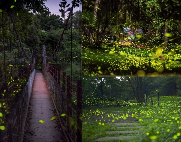 角板山賞螢 角板山賞螢