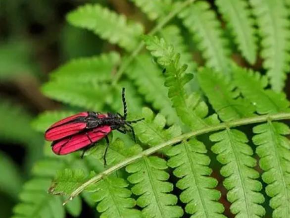 觀賞螢火蟲注意事項