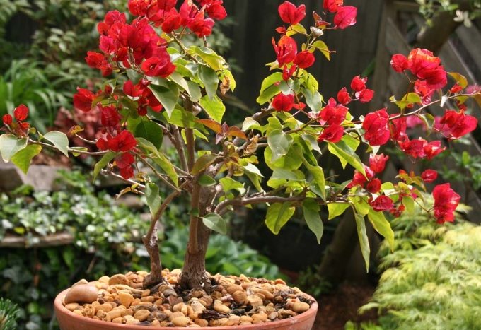 九重葛照顧技巧 九重葛照顧技巧