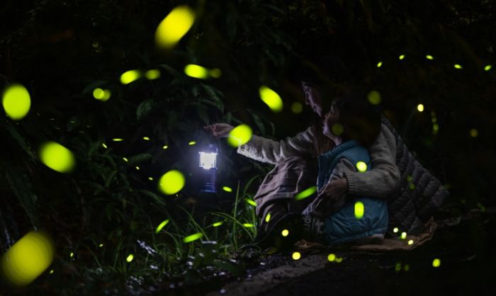 石門水庫螢火蟲 石門水庫螢火蟲