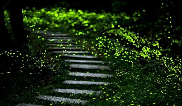 台灣螢火蟲景點 台灣螢火蟲景點