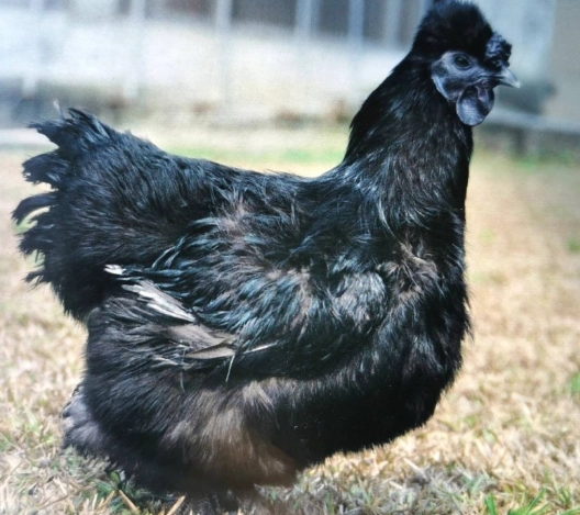 烏骨雞黑色原因 烏骨雞黑色原因