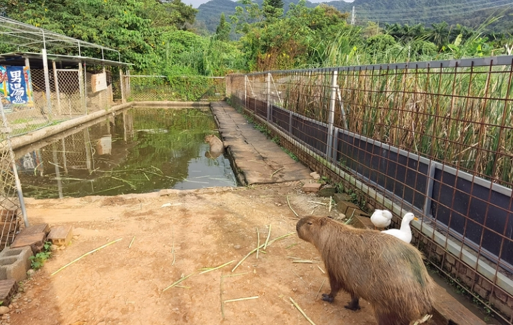 水豚互動體驗