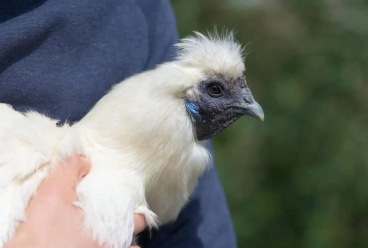 烏骨雞養殖方法 烏骨雞養殖方法