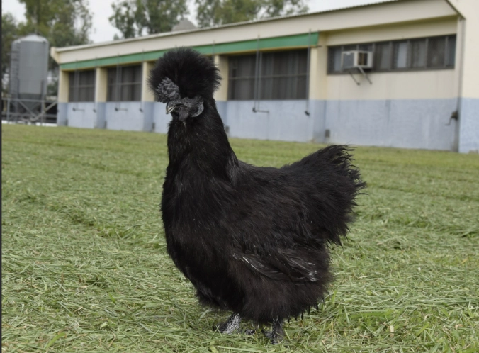 烏骨雞營養價值 烏骨雞營養價值