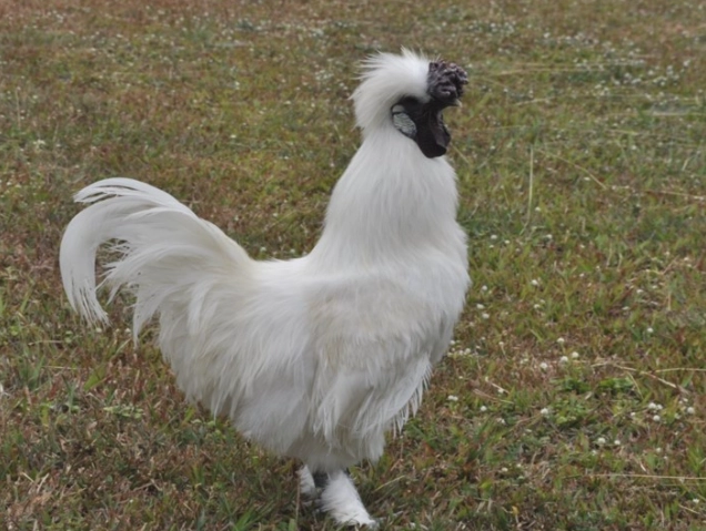 烏骨雞 土雞 區別