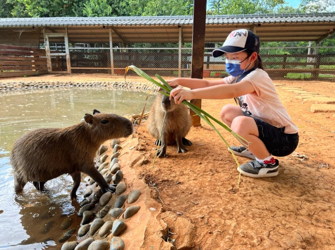水豚互動體驗