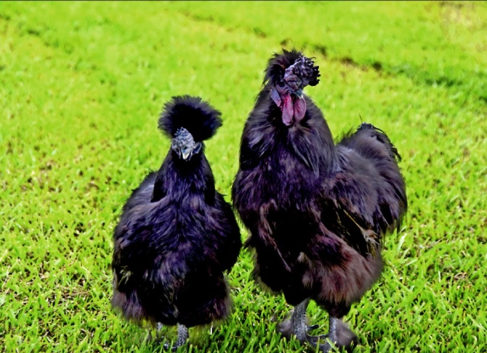 烏骨雞營養價值 烏骨雞營養價值