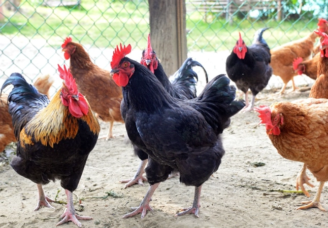 烏骨雞 營養價值