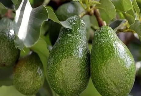 酪梨乾製作 酪梨乾製作