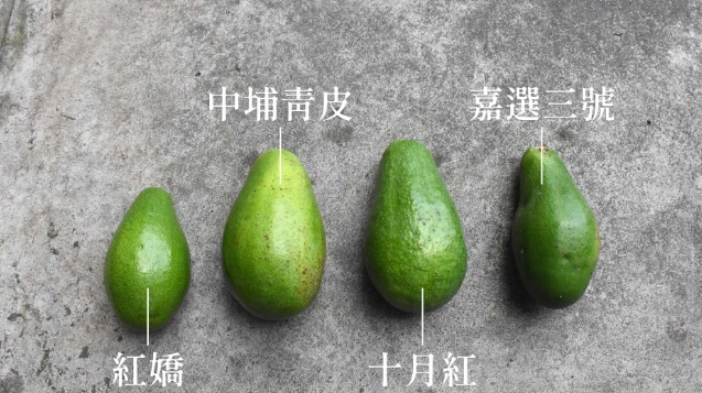 酪梨乾製作 酪梨乾製作