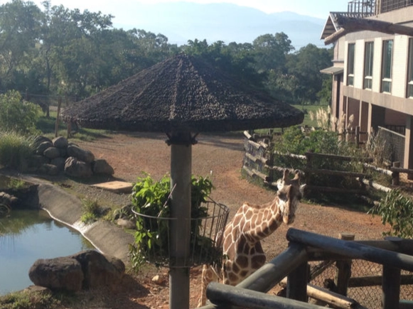 六福村剛果綠地旅遊 六福村剛果綠地旅遊