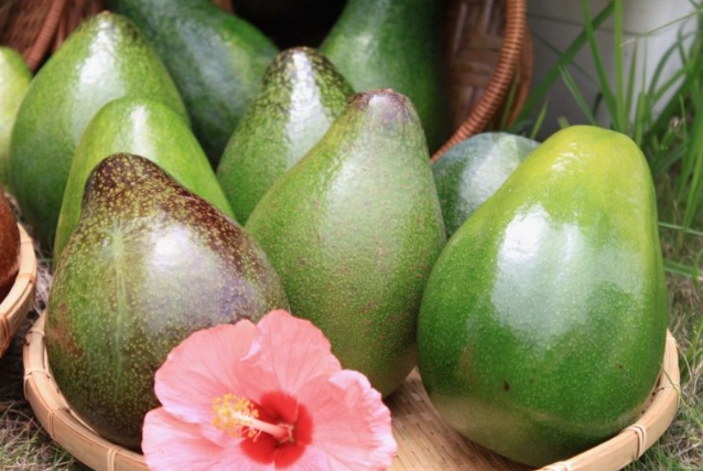 曬酪梨方法 曬酪梨方法