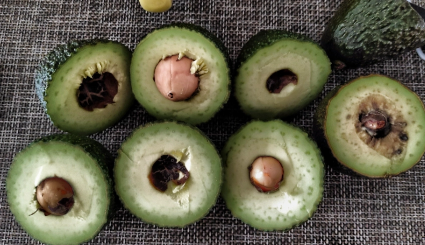 牛油果變黑原因