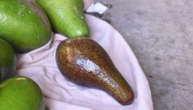 曬酪梨方法 曬酪梨方法