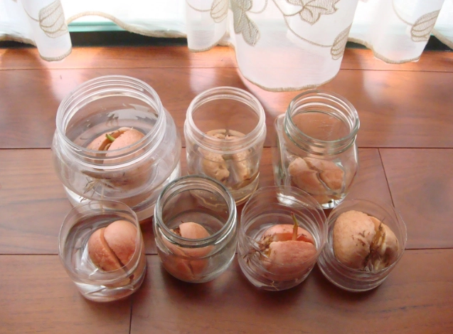 酪梨乾製作 酪梨乾製作