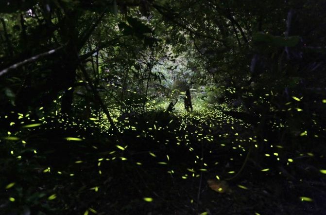 螢火蟲觀賞地點 螢火蟲觀賞地點