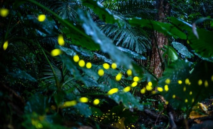 螢火蟲觀賞地點 螢火蟲觀賞地點