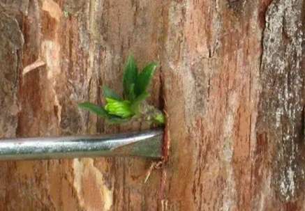 罗汉松嫁接技巧