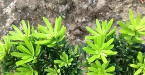 罗汉松嫁接方法