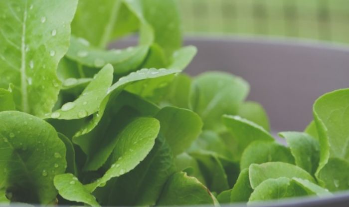 硝酸鹽去除健康飲食 硝酸鹽去除健康飲食