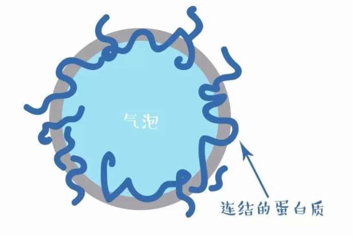 蛋白質起泡原理