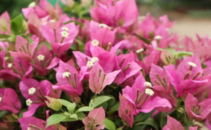 三角梅養護方法 三角梅養護方法