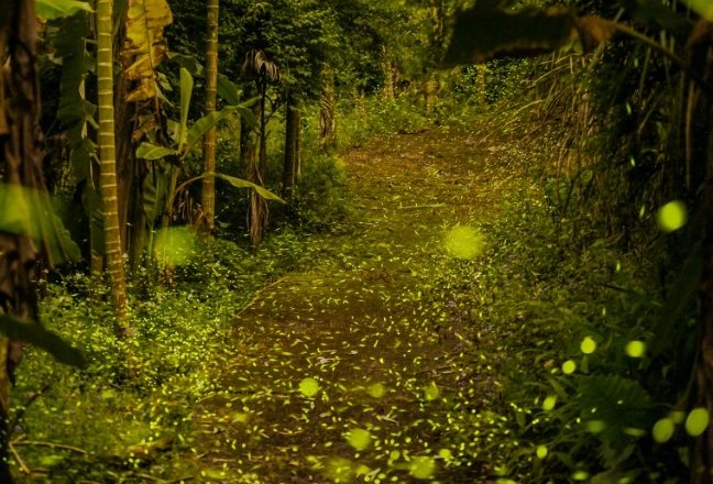 螢火蟲觀賞地點