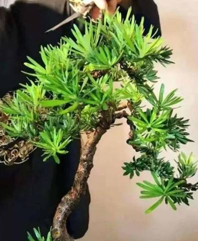 羅漢松養護方法 羅漢松養護方法