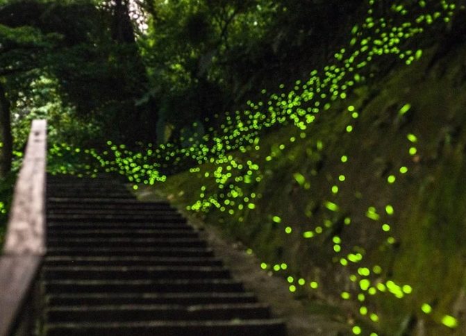 螢火蟲觀賞地點 螢火蟲觀賞地點