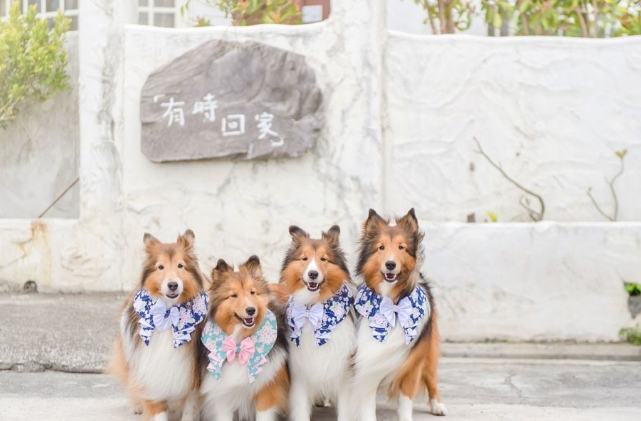 帶寵物住宿注意事項 帶寵物住宿注意事項