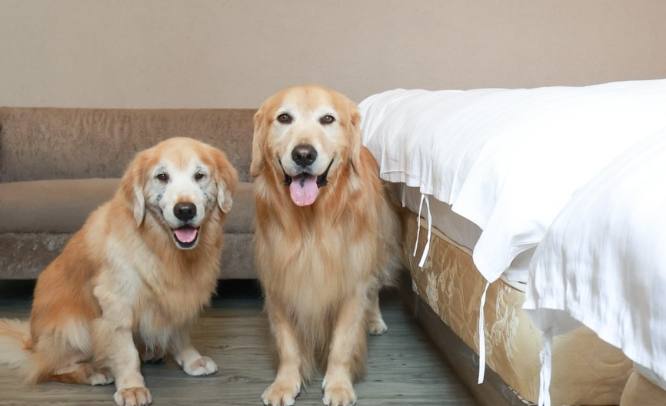 台中帶寵物住宿 台中帶寵物住宿