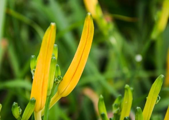 金針花睡眠功效 金針花睡眠功效