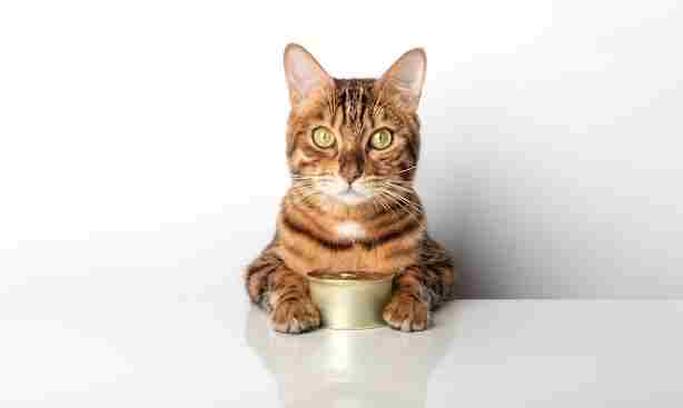 貓罐頭一次吃多少