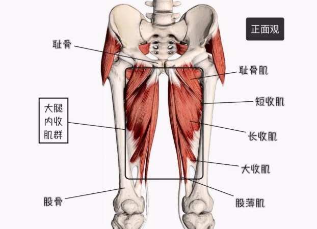 消除大腿脂肪 消除大腿脂肪