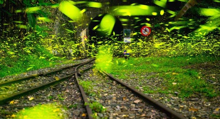 阿里山賞螢最佳時間 阿里山賞螢最佳時間