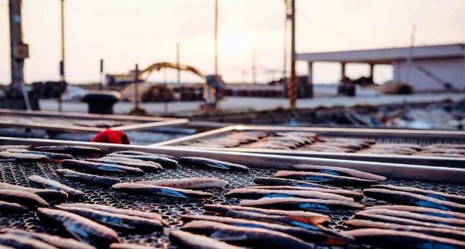 台南海鮮市場 台南海鮮市場