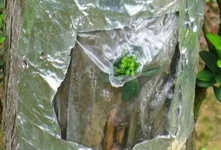 罗汉松嫁接技巧