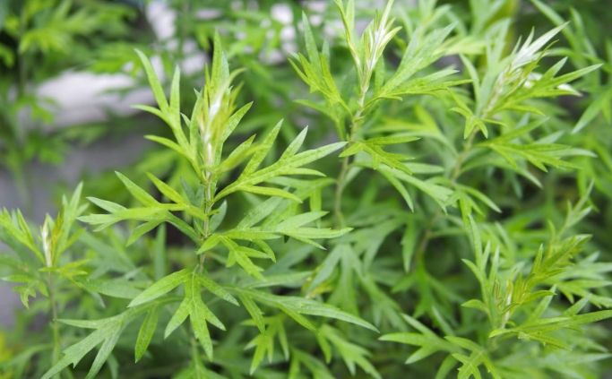 艾草功效 艾草功效