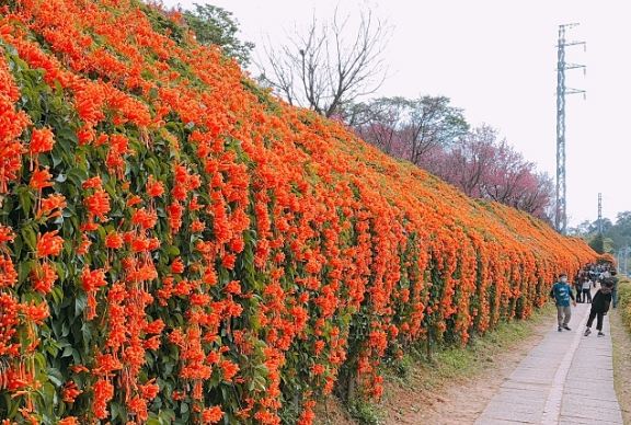 銅鑼免費景點 銅鑼免費景點