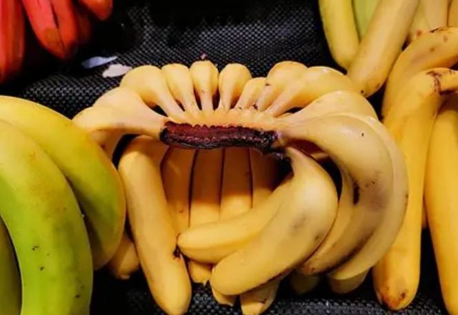 熟透的香蕉保存