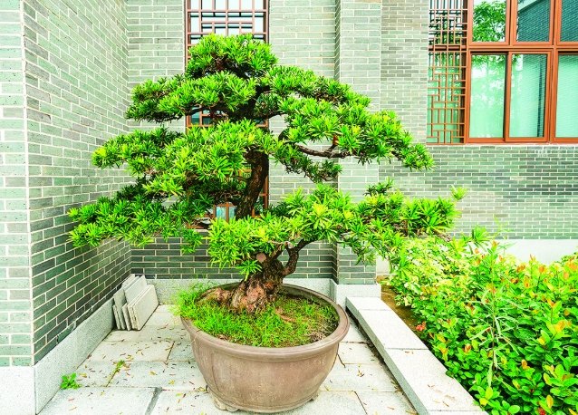 羅漢松種植方法 羅漢松種植方法