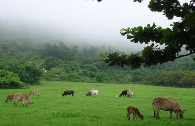 走馬瀨農場發展史