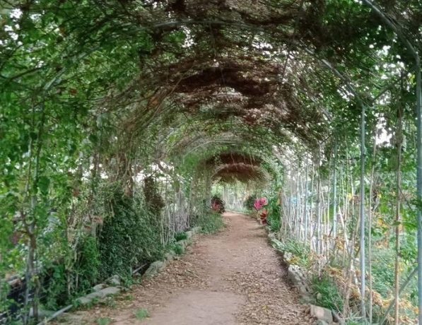 桃園農場推薦 桃園農場推薦