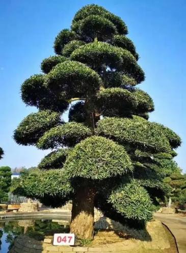 羅漢松修剪 羅漢松修剪